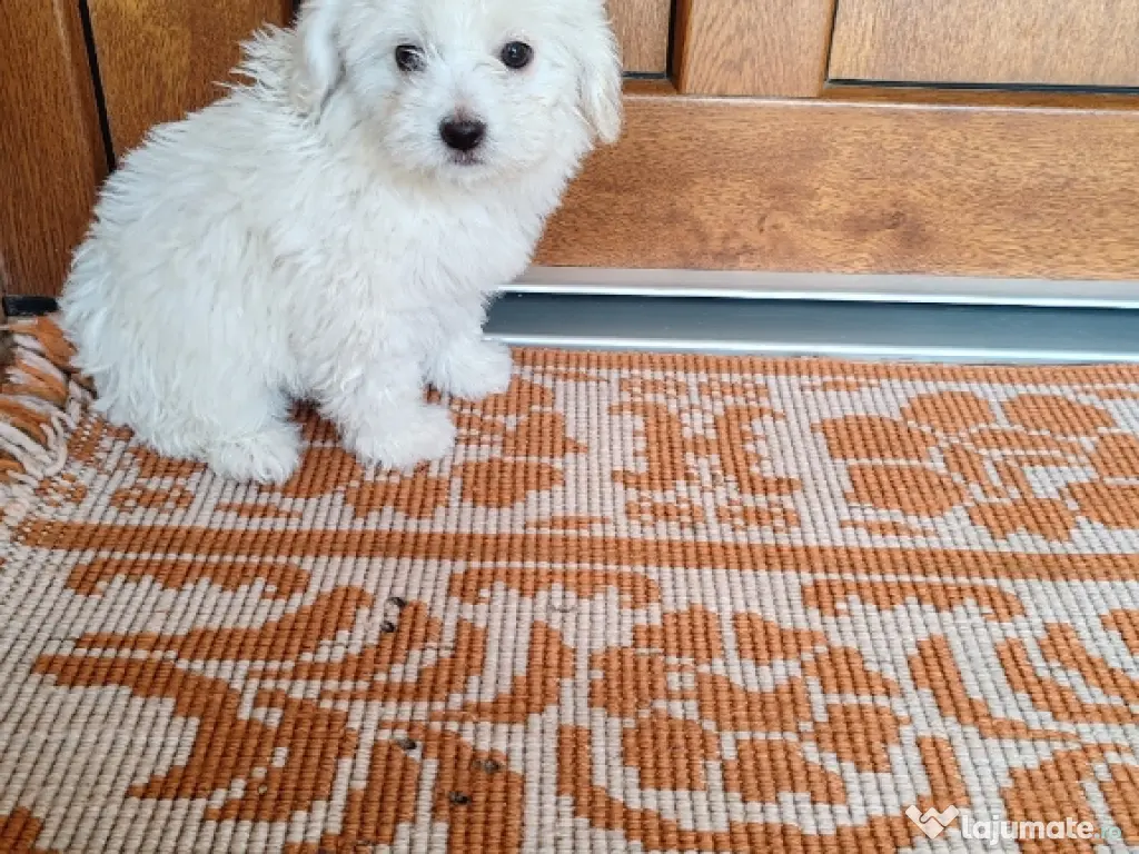 Pui Bichon maltez femelă 