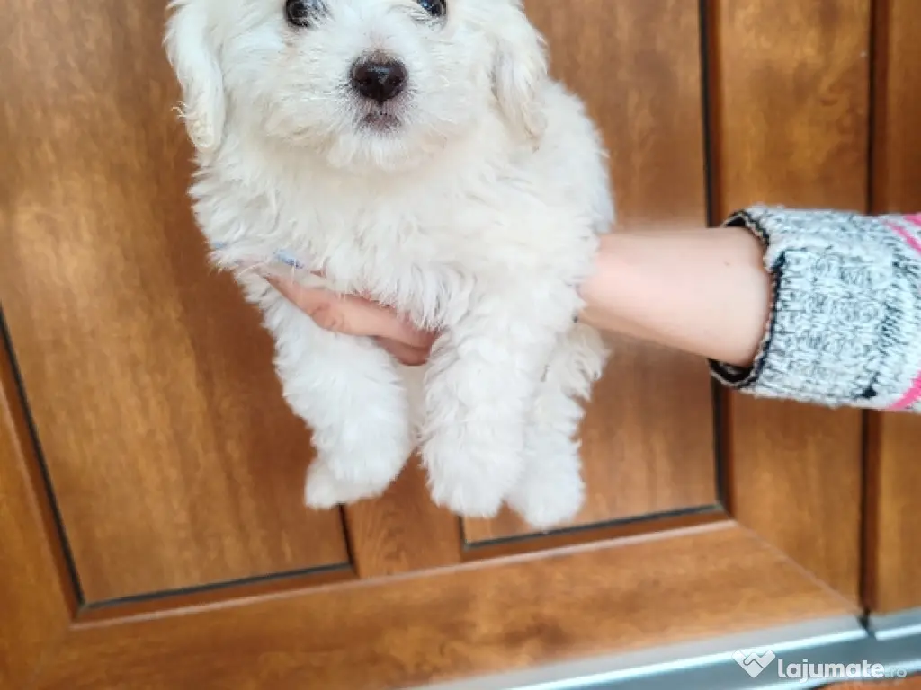 Pui Bichon maltez femelă 