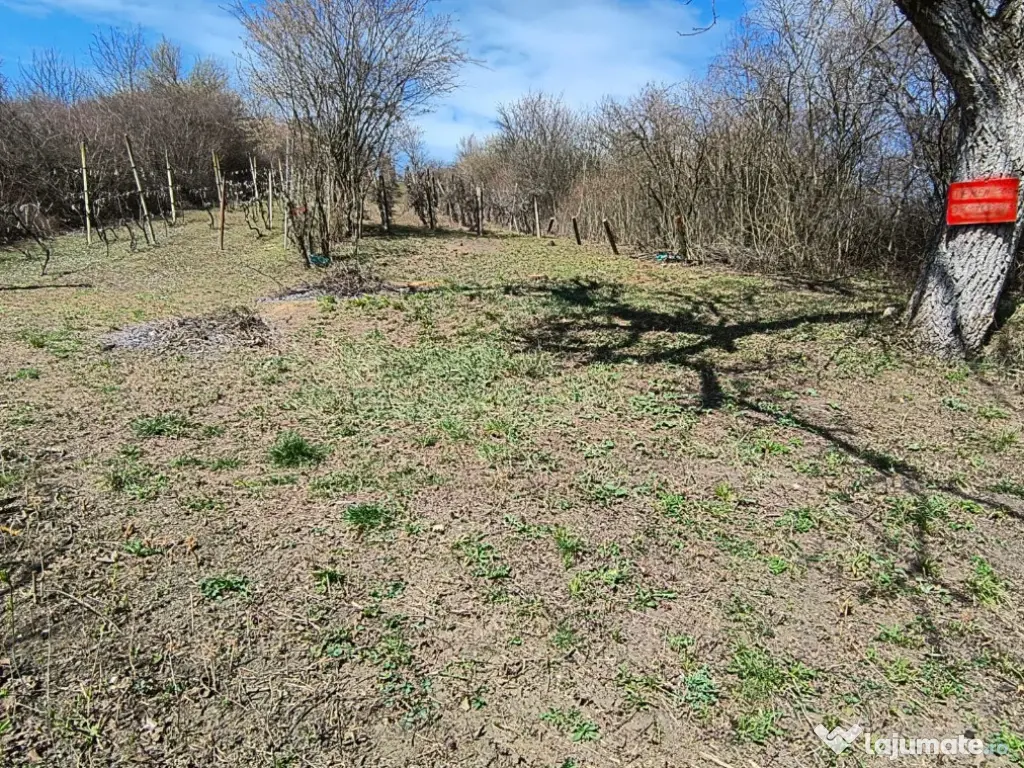 Teren cu vita de vie comuna Cristian judetul Sibiu 500mp 