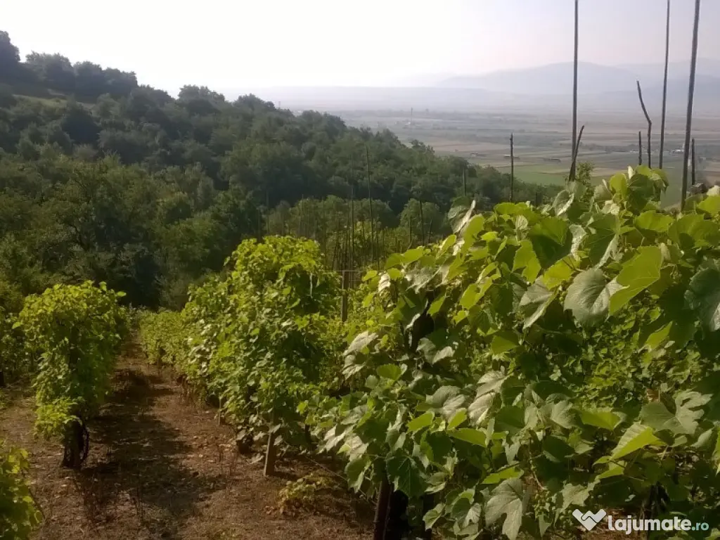 Teren cu vita de vie comuna Cristian judetul Sibiu 500mp 