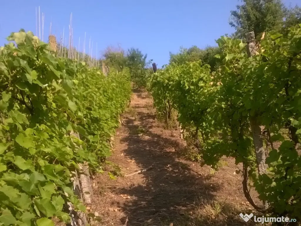 Teren cu vita de vie comuna Cristian judetul Sibiu 500mp 