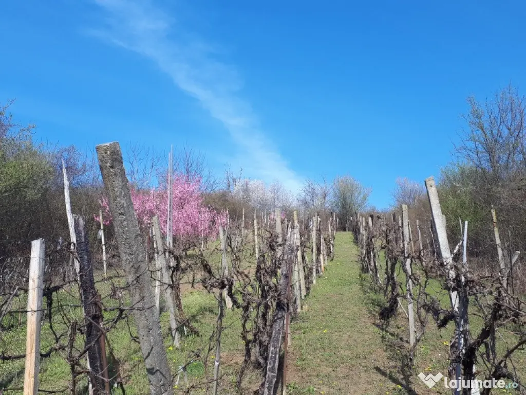Teren cu vita de vie comuna Cristian judetul Sibiu 500mp 