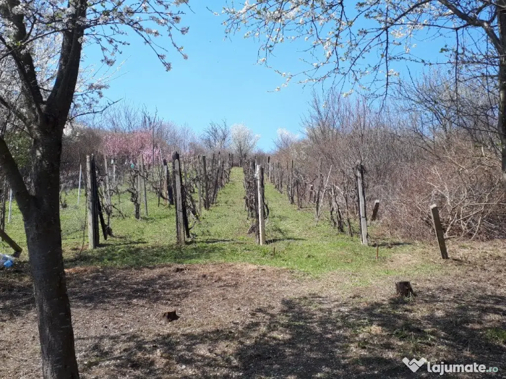 Teren cu vita de vie comuna Cristian judetul Sibiu 500mp 