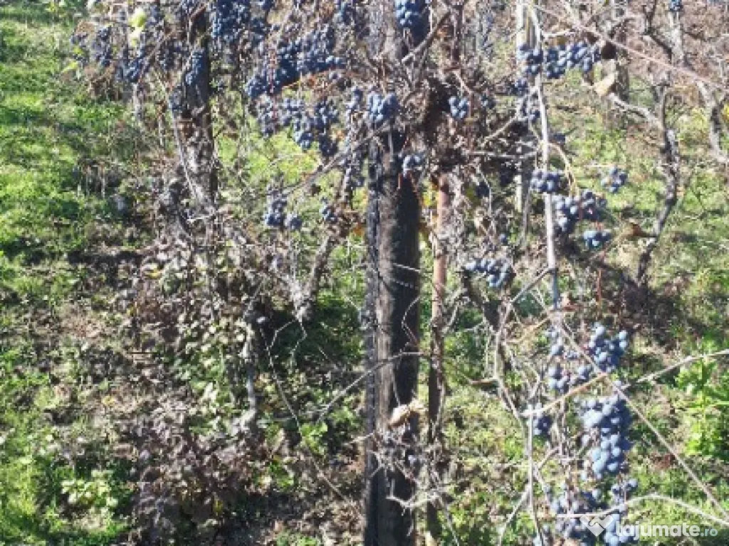 Teren cu vita de vie comuna Cristian judetul Sibiu 500mp 