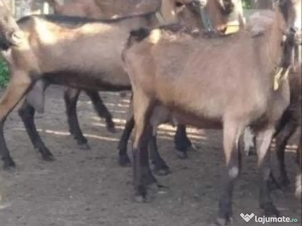 Capre si iezi urgent 