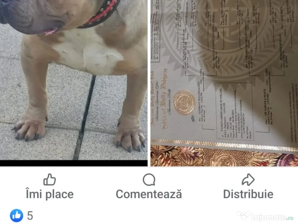 American Bully in căutare de casa noua