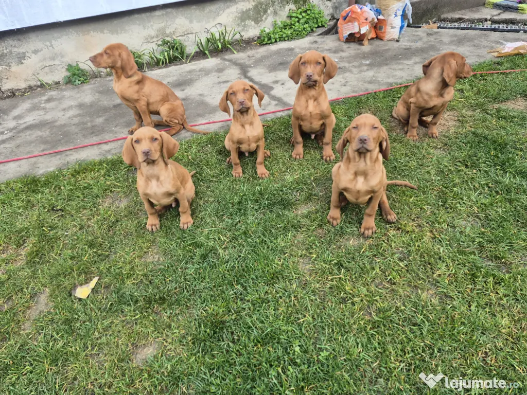 Catei Vizsla Maghiara