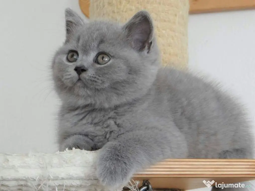 British shorthair pui 