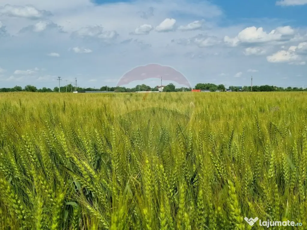 Teren intravilan - 17.500 mp - Gostilele Fundulea 