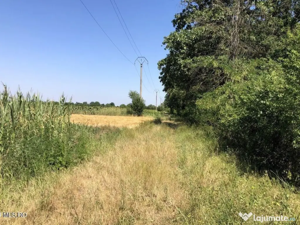 Moara Vlasiei - langa Padurea Biglaru, 11.884 mp, deschid... 