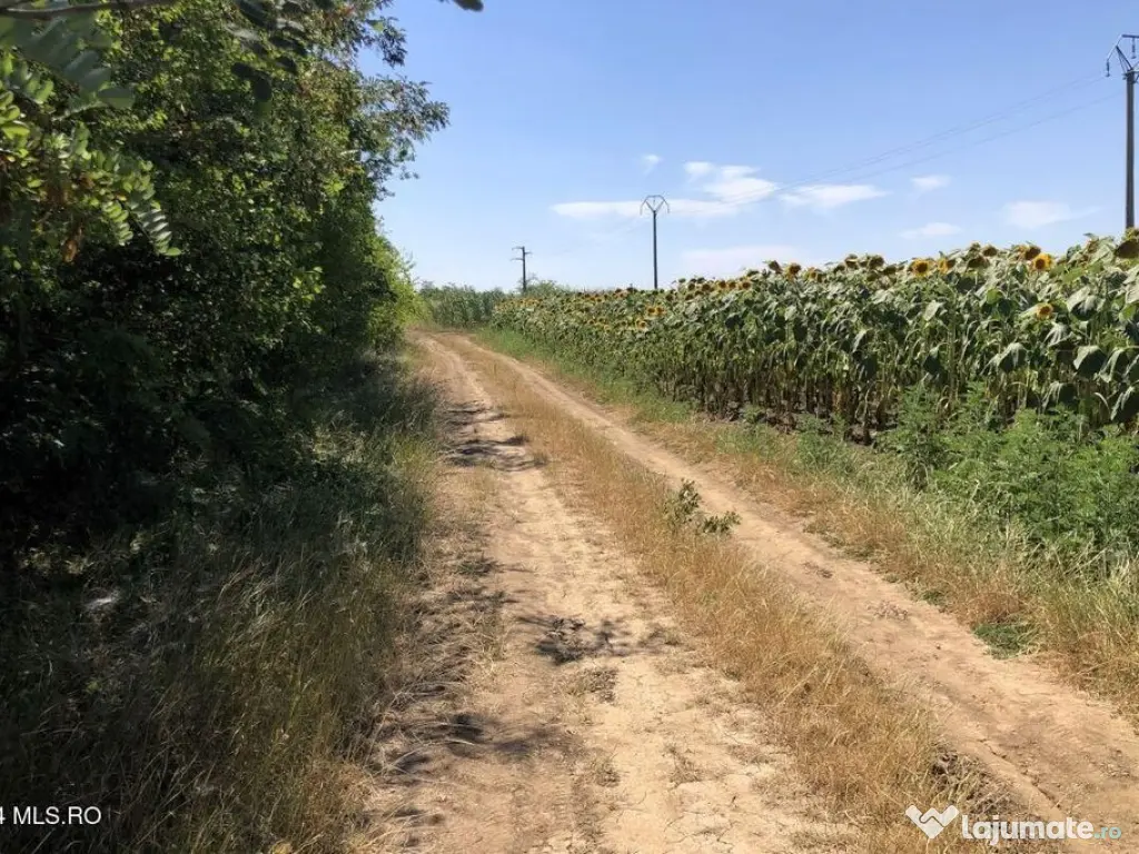 Moara Vlasiei - langa Padurea Biglaru, 11.884 mp, deschid... 