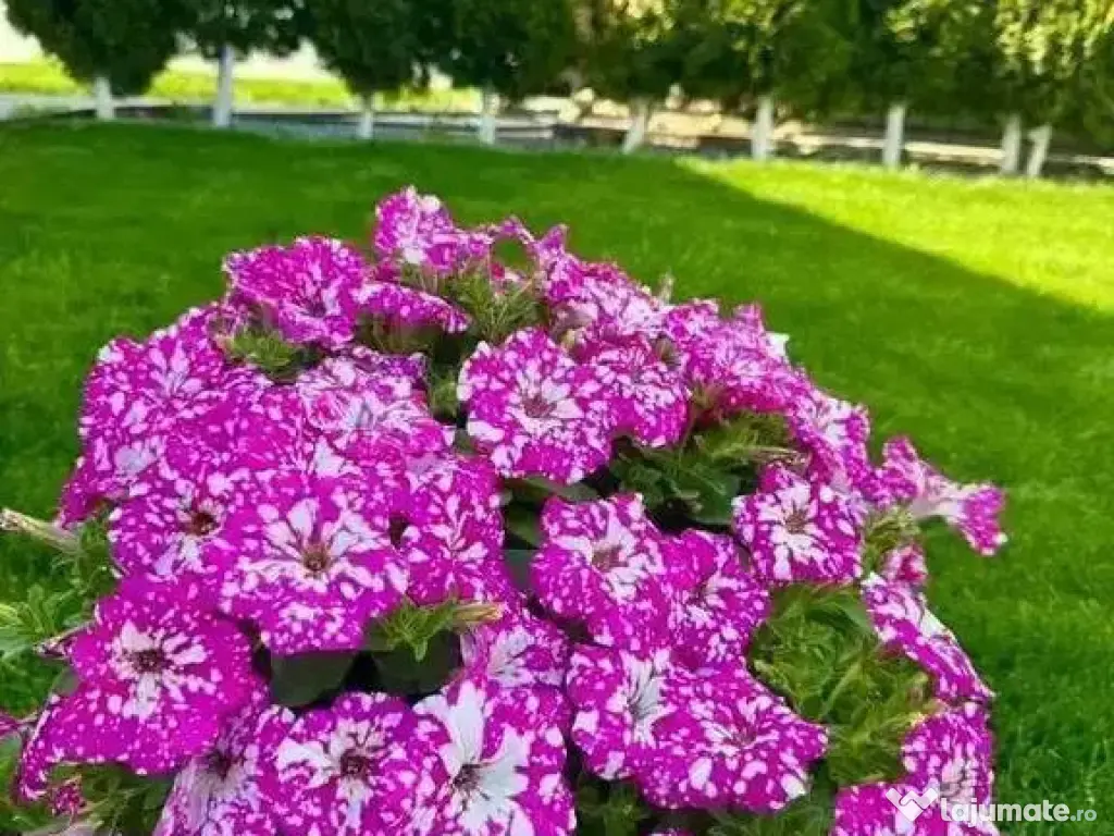 CARTIER LUX FINALIZAT-CASA NOUA INDIVIDUALA-PIPERA TUNARI 