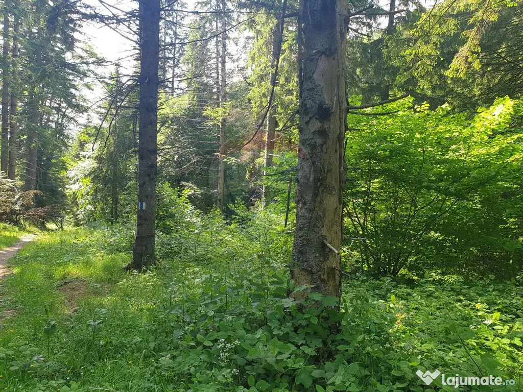 Teren intravilan, 56000 mp, Poiana Braşov 