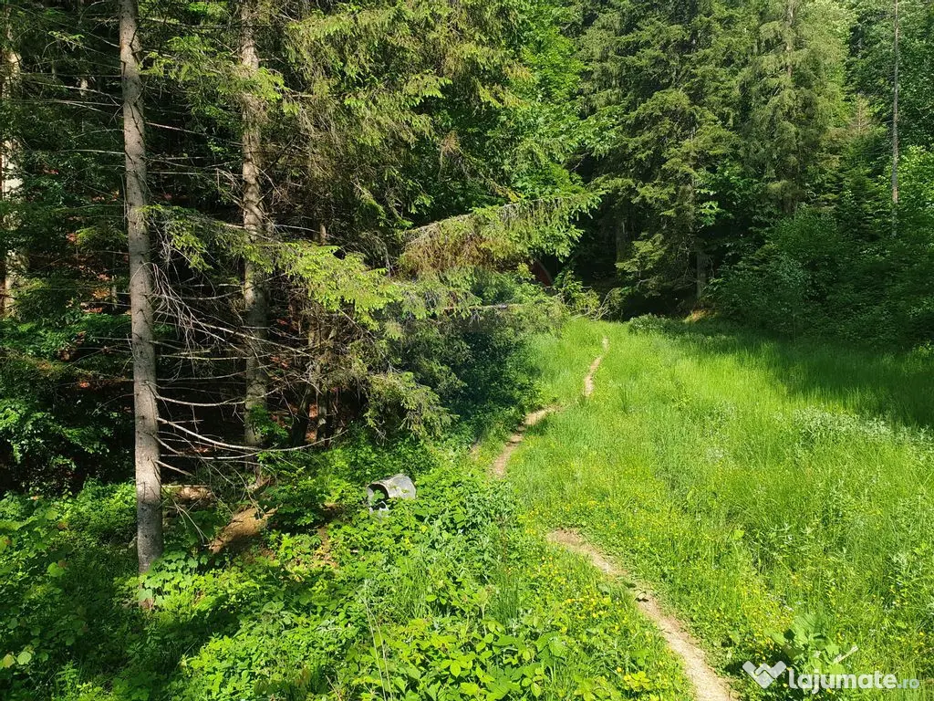 Teren intravilan, 56000 mp, Poiana Braşov 