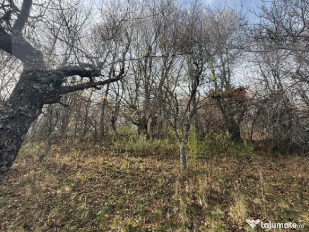 Teren extravilan impadurit, 20424 mp ideal pentru investitie