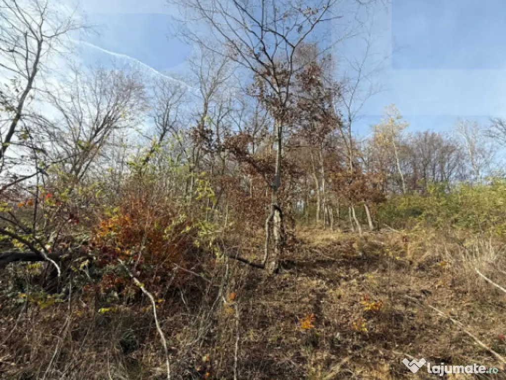 Teren extravilan impadurit, 20424 mp ideal pentru investitie