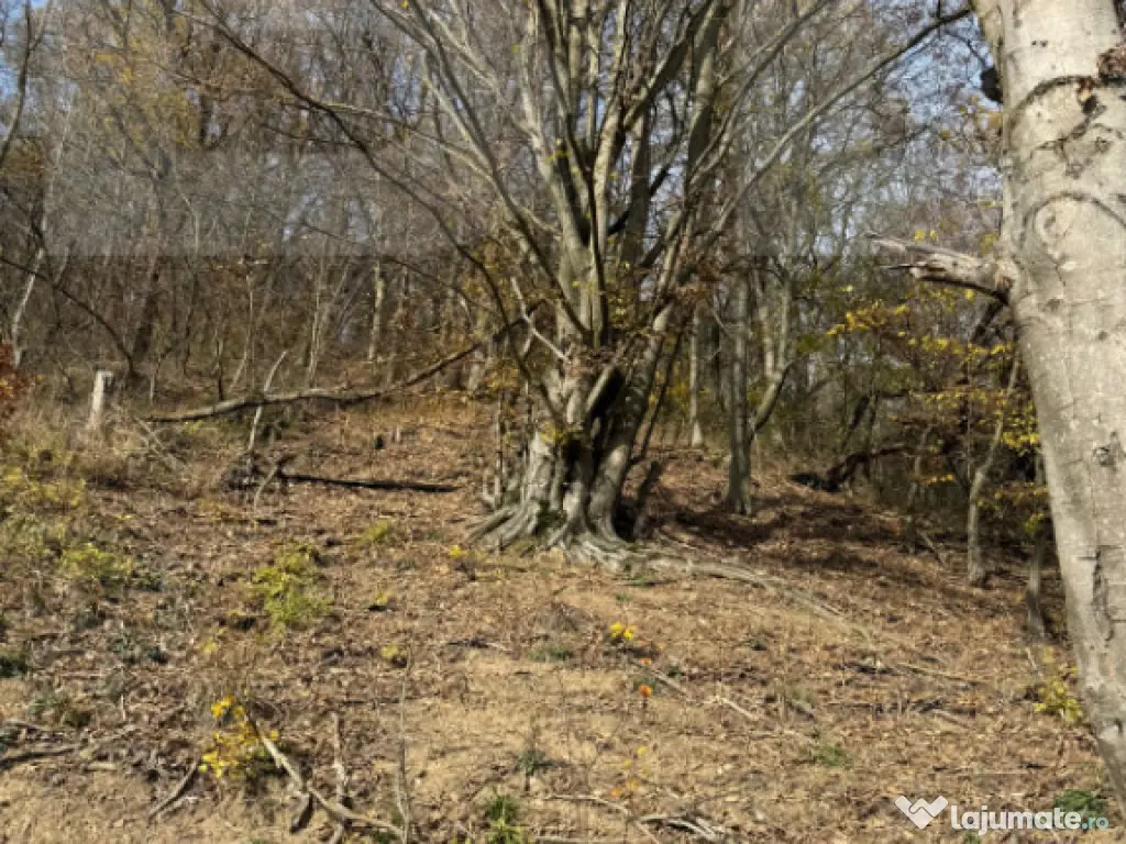 Teren extravilan impadurit, 20424 mp ideal pentru investitie