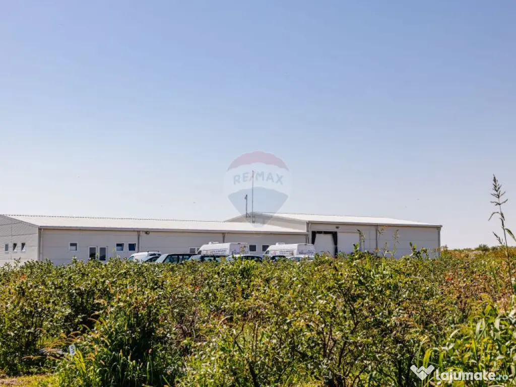 Plantatie de afine la cele mai inalte standarde, de vanzare! 