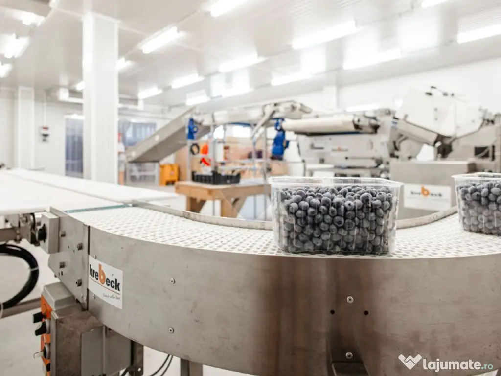 Plantatie de afine la cele mai inalte standarde, de vanzare! 