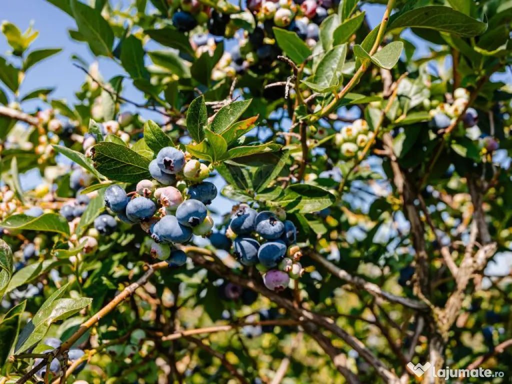 Plantatie de afine la cele mai inalte standarde, de vanzare! 