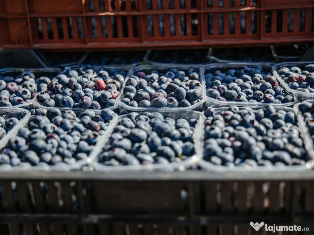 Plantatie de afine la cele mai inalte standarde, de vanzare! 