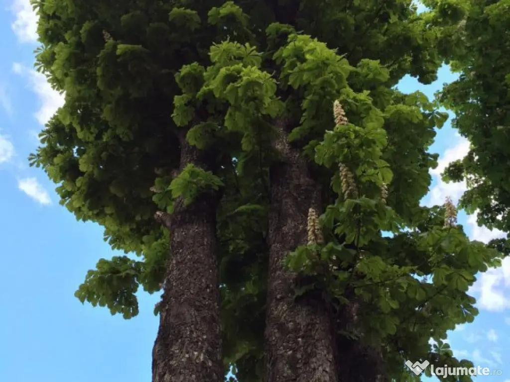 Complex Gastronomic:Afacere la cheie, Restaurant traditional