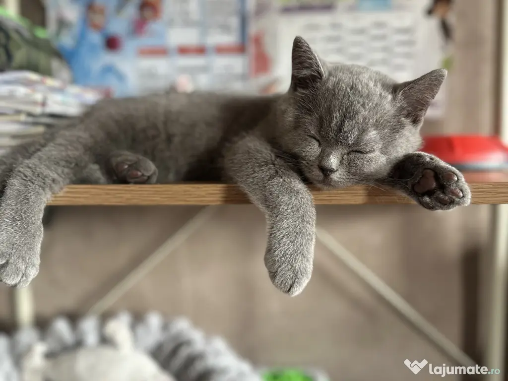 Pui pisica British Shorthair Blue 