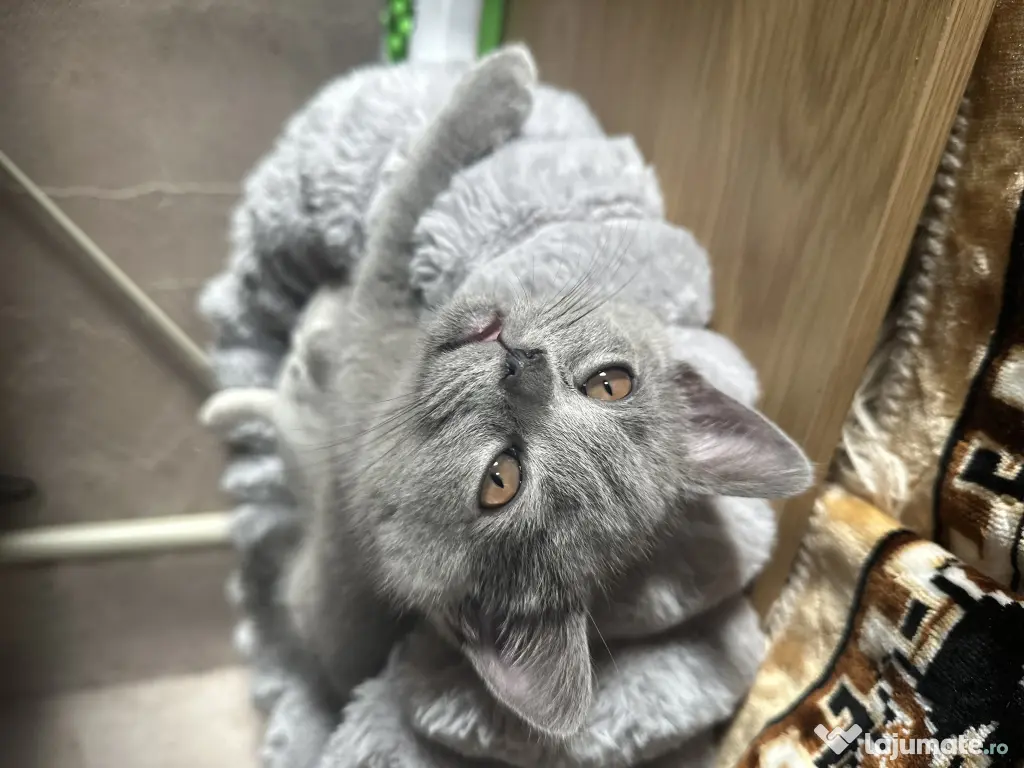 Pui pisica British Shorthair Blue 