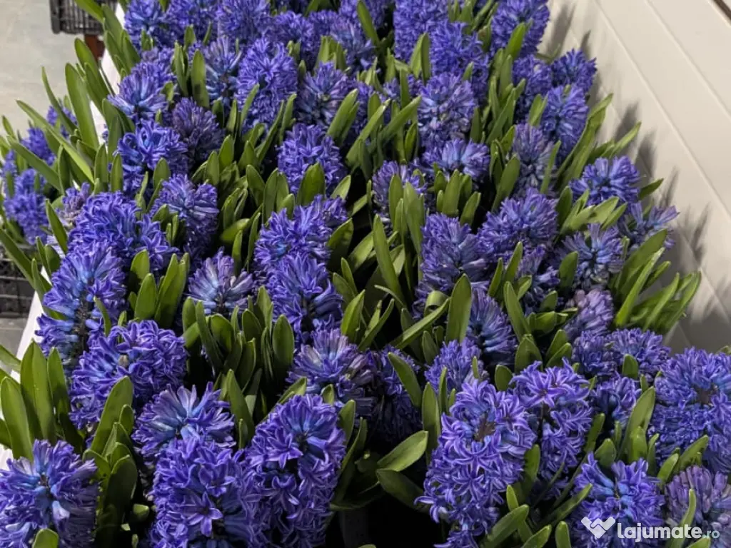 Zambile la ghiveci – Blue Jacket