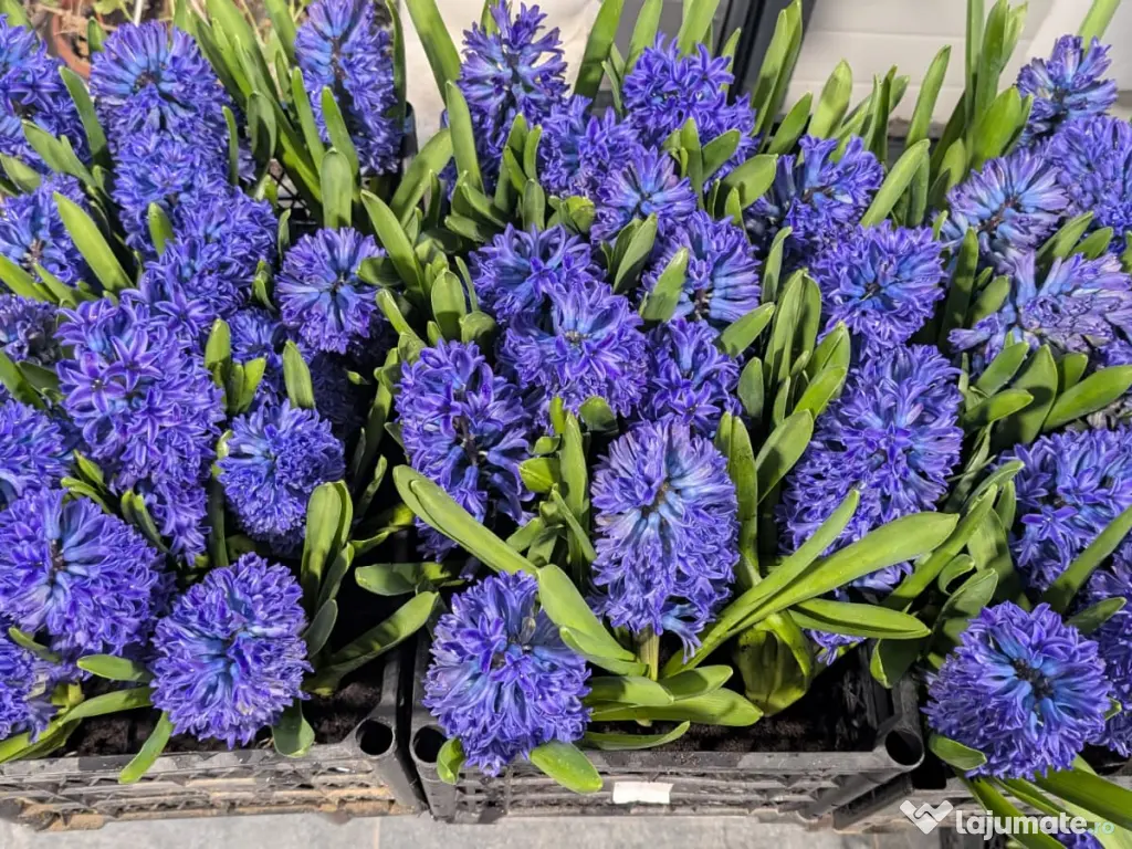 Zambile la ghiveci – Blue Jacket