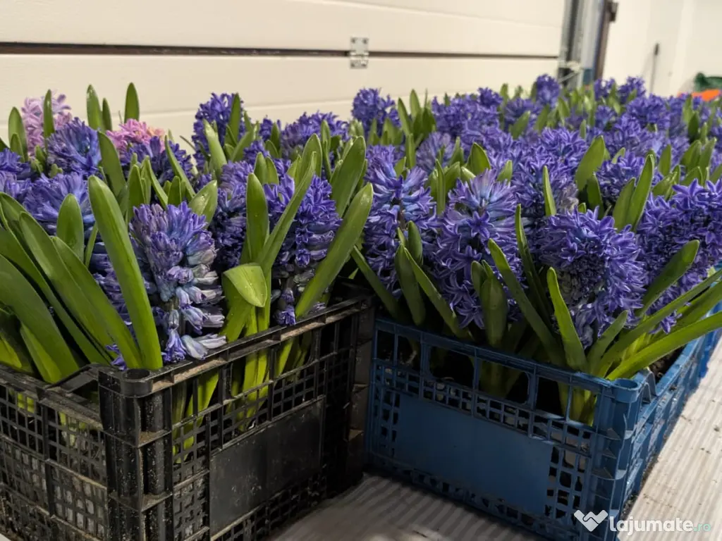 Zambile la ghiveci – Blue Jacket