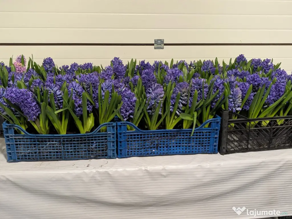 Zambile la ghiveci – Blue Jacket