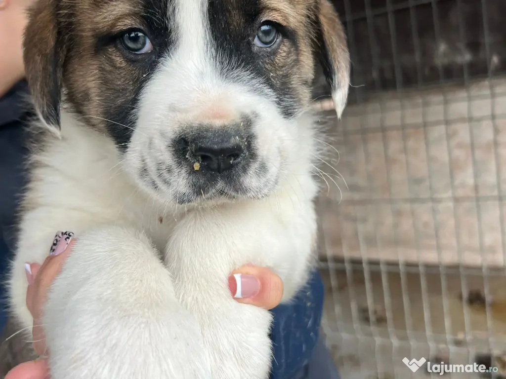 Vand ciobanesc asia centrala femela 