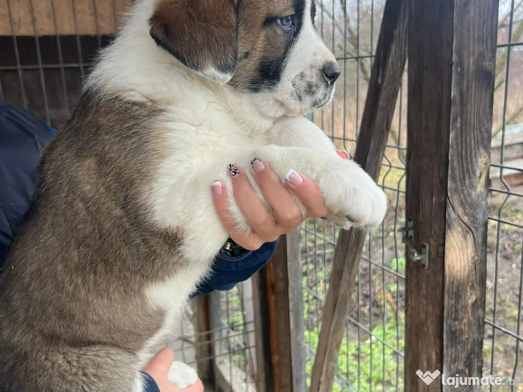 Vand ciobanesc asia centrala femela 