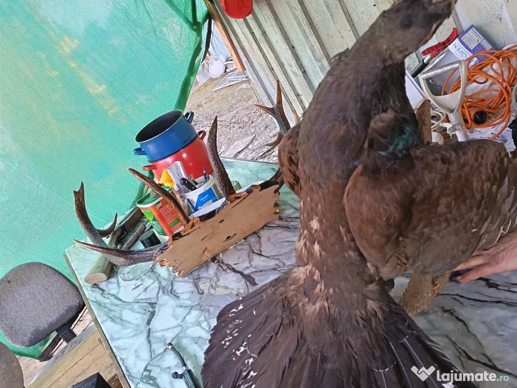 Coarne de cerb carpatin și cocoș de munte