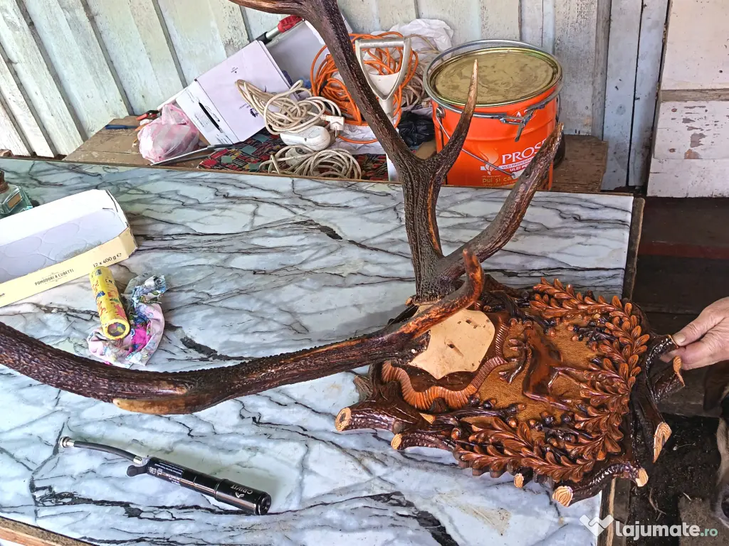 Coarne de cerb carpatin și cocoș de munte