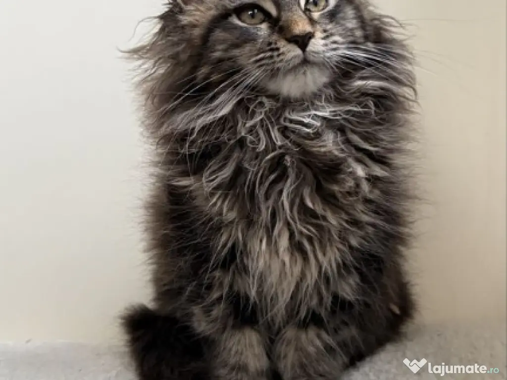Maine coon puiuți