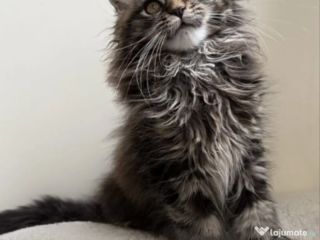 Maine coon puiuți