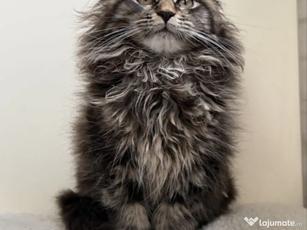 Maine coon puiuți