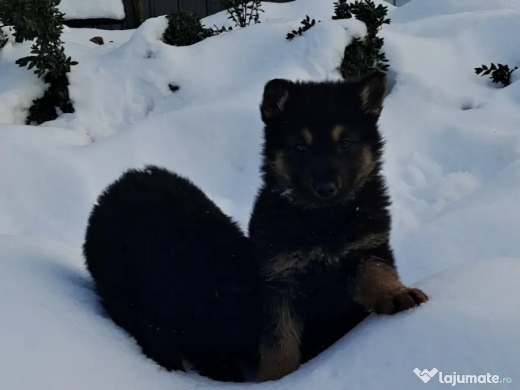 ciobanesc german cu par lung 