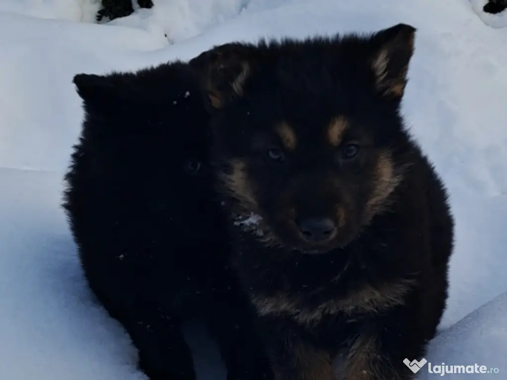 ciobanesc german cu par lung 