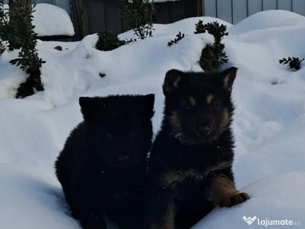 ciobanesc german cu par lung 