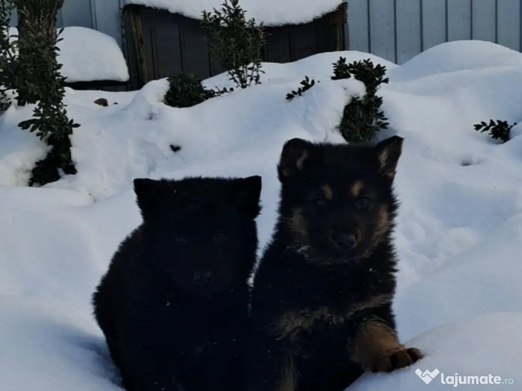 ciobanesc german cu par lung 