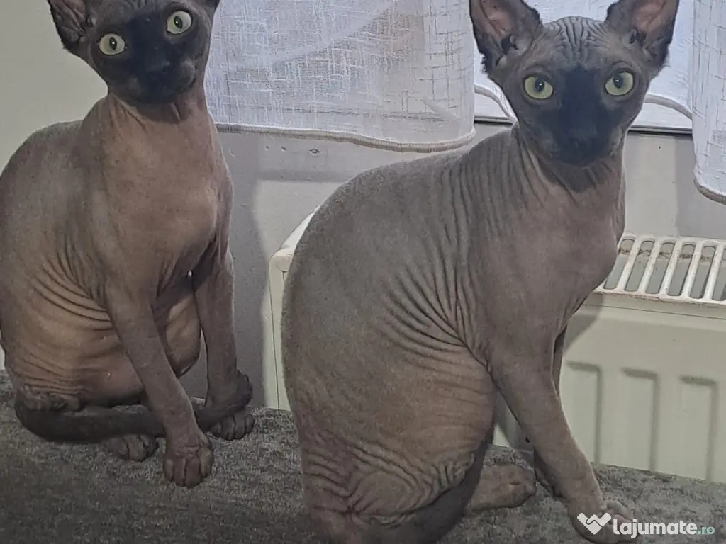 Pisici Sphynx fetite,5 luni