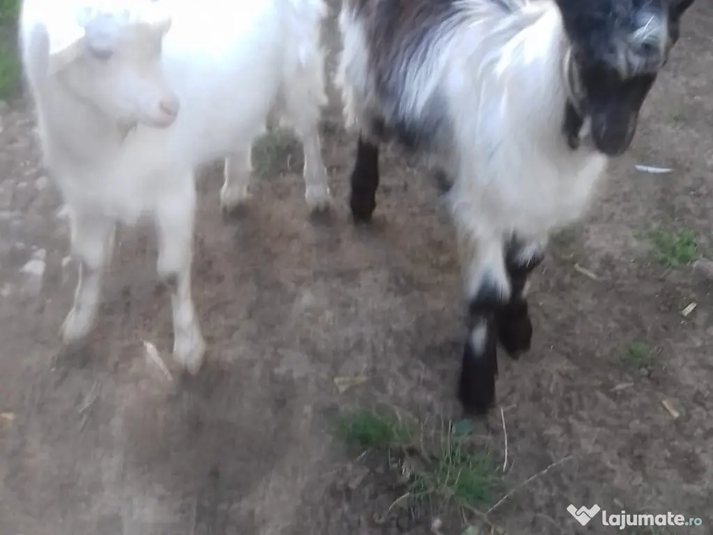 Țapi de vânzare - Vârstă: 8 luni - Greutate: 38 kg-380 lei bucata-Tel:0749688522 