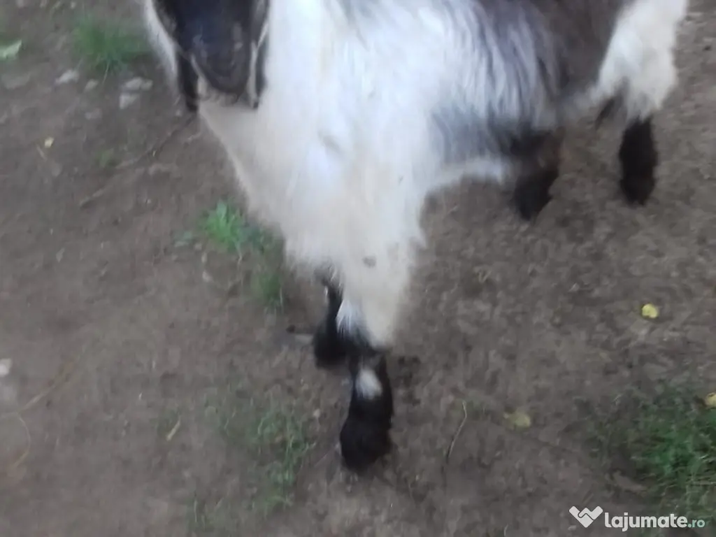 Țapi de vânzare - Vârstă: 8 luni - Greutate: 38 kg-380 lei bucata-Tel:0749688522 