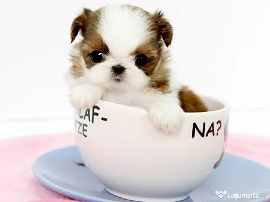 Shitzu mini teeacup toy~talie mica de buzunar 