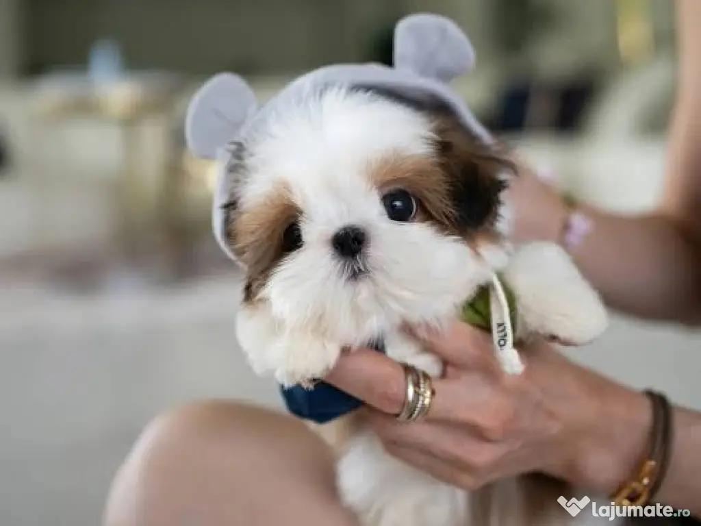 Shitzu mini teeacup toy~talie mica de buzunar 