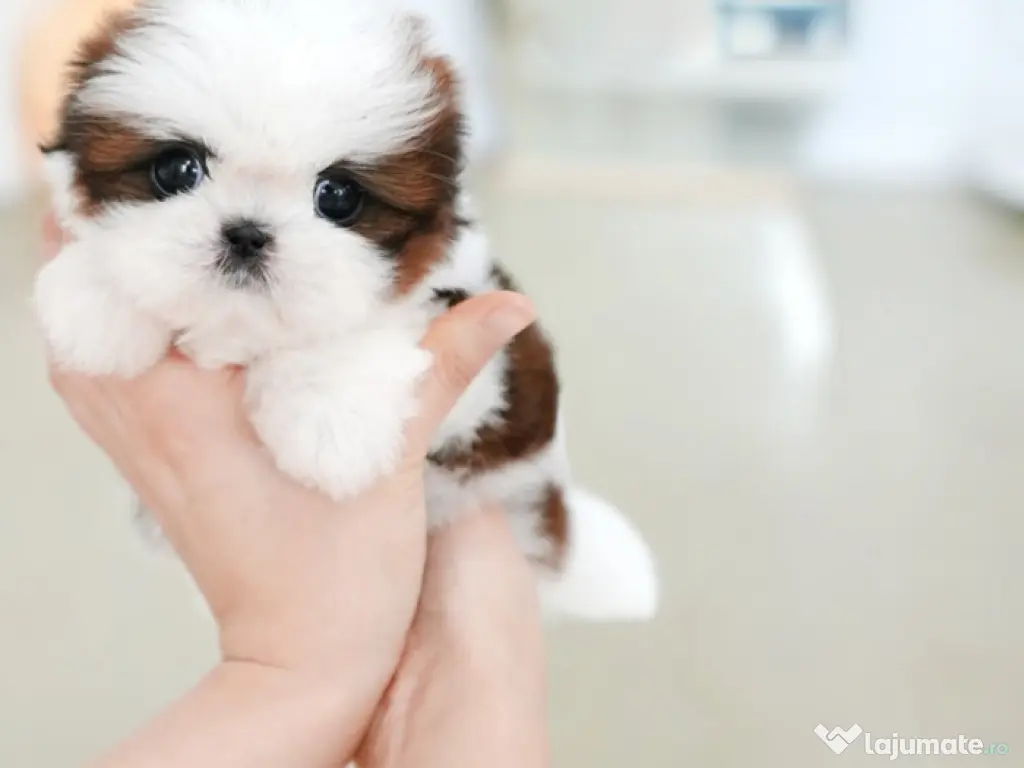 Shitzu mini teeacup toy~talie mica de buzunar 