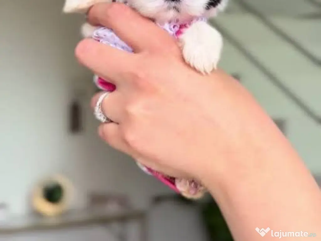 Shitzu mini teeacup toy~talie mica de buzunar 